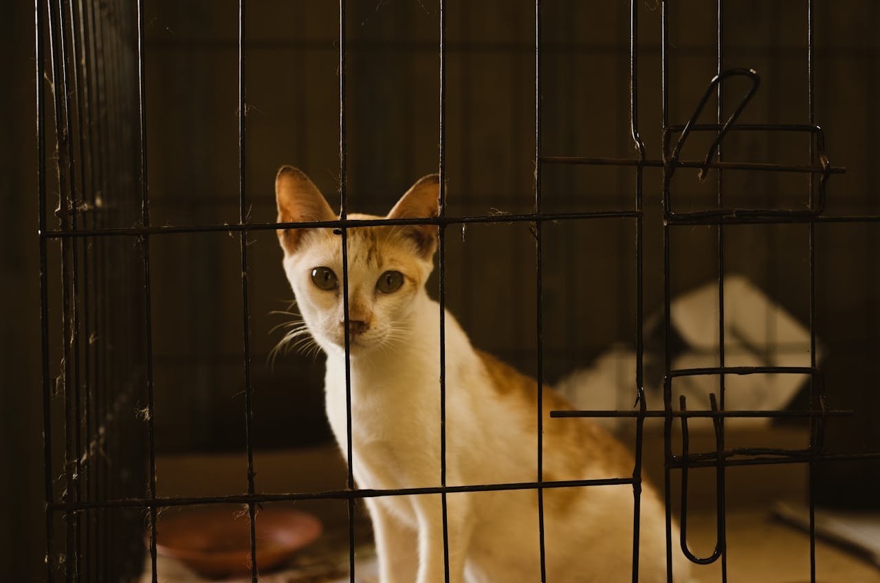 hero-homepage Adorable kitten sitting in a metal cage at a shelter, looking intently.