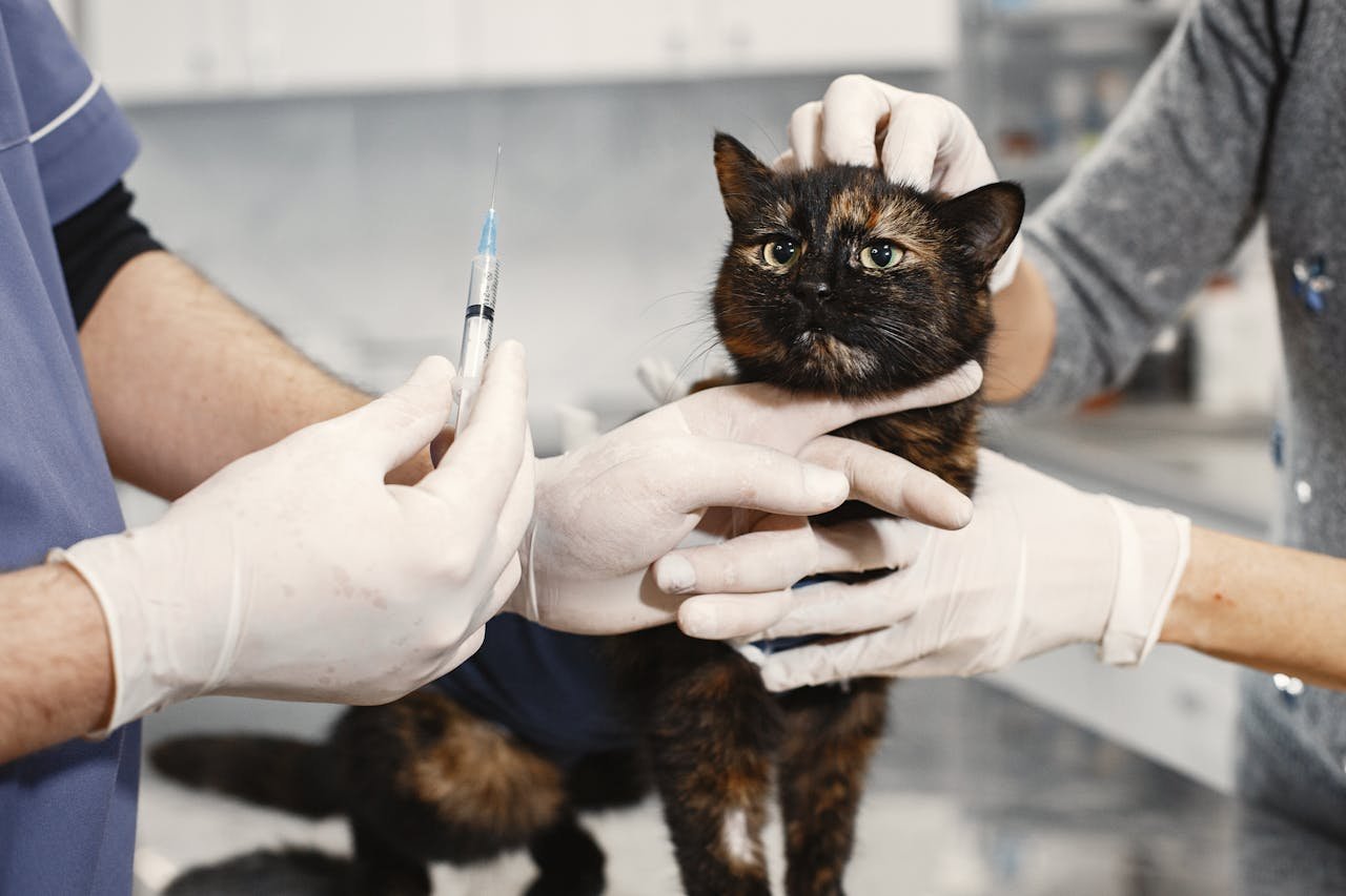 about-01 A veterinarian wearing gloves giving a vaccination to a cat in a clinic setting.