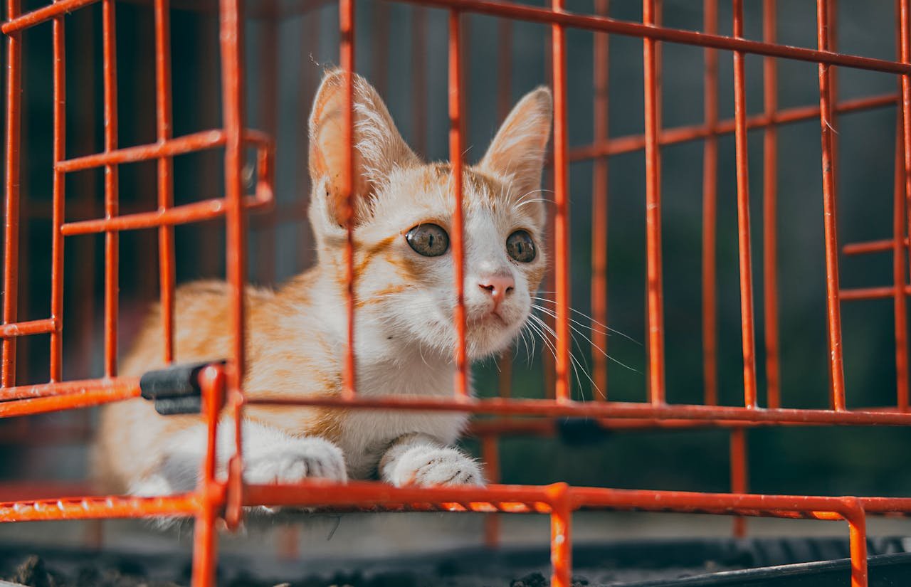 impact-img Adorable tabby kitten gazing out of a red wire cage, highlighting its curious nature.